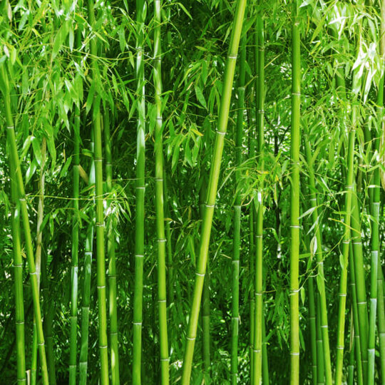 Bamboo plant 
