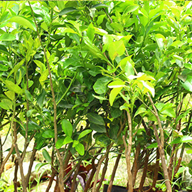 Mosambi Plant