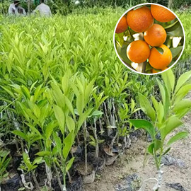 Orange Plant 